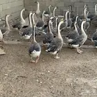وز عراقي اصل