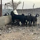 جفار ثنوات بالفحل. تم البيع