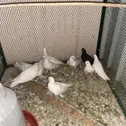 مجموعه حمام للبيع