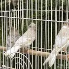 فروخ كناري جاسب ( تم البيع )