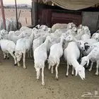 42ضان للبيع مع الفحل دفيع