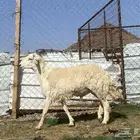 طلي حري فحل جذع مشروط يقشع على الشرط