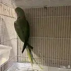 ذكر درة نيبالي حجم ومستوى طيب