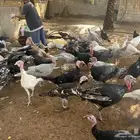 للبيع ديوك رومي   للذبح