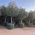 أشجار زيتون مراكن