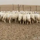 رخال (مراح واحد )