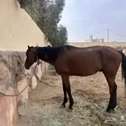 خيل انقليزي