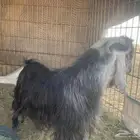 فحول تيوس. مشروطه