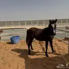 العفجه مربط خيل الي عنده خيل وده ناخذ الموقع حياه
