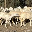 رخال جذعات مضرباتت مرااح واحد