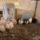 ارانب بلديه   دجاج بلدي   للبيع