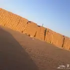 تبن قمح