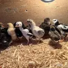 للبيع صوص زينه