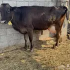 بقره جيرسية تحتها عجله