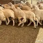 اضاحي للبيع يوجد مسلخ بالموقع