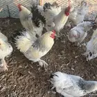 دجاج براهما بياض