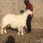 طلي عيسي فاخر جبر وعظم وشعره