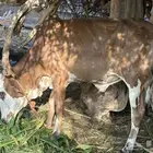 2 عجول بلدي للبيع عمره يقارب السنة