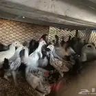 صيصان بلدي العمر 2 شهرين