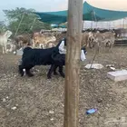 عنز عارضيه تحته تيس