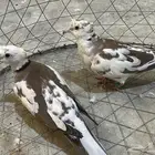 حمام ياكريم جيشي دبل كرست منتج