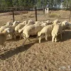 طليان حريه للمناسبات