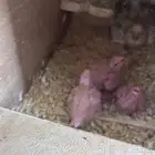 فراخة كروان تحت الامهات
