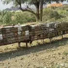 نحل بلدي للبيع