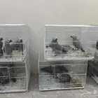 افروخ كاسكو