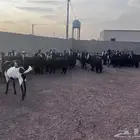 معزا عوارض طيبه