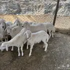 رخال للبيع حرية