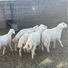 خرفان حري جذعان فل الفل