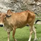 بقره