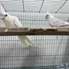 ببغاء