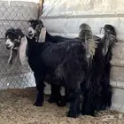معزا عوارض