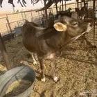 عجل الماني مشروع فحل
