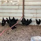 دجاج اسود حبه 130