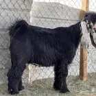 تيس عارضي مشروع فحل