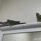 جوز كنيور و واحد كروان