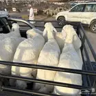 طليان