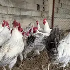 ديوك فيومي المنيوم العدد 35 تقريبا
