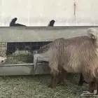 تيوس مخاصي