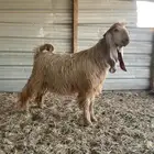 فحل عارضي اصفر طيب جدا