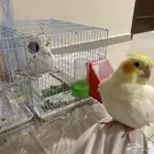 كروان للبيع