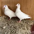 حمام زاجل فاخر