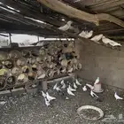 حمام للبيع نضيف شرط