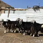 نعاج نجد صنف