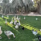 وز عراقي للبيع