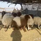 بهم نعيم 15 منصوف اعماره 5-6 شهور