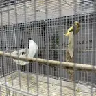 محمية فرح